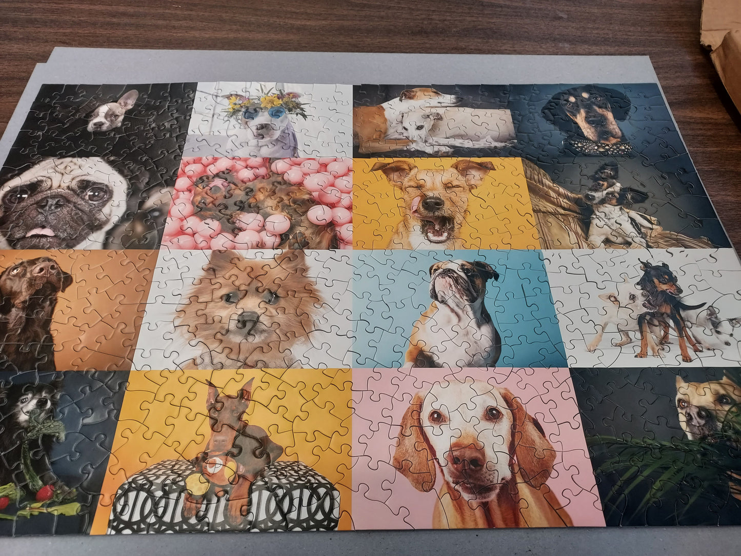 Ellen Shershow Photography: 10% goes to Rocket Dog Rescue