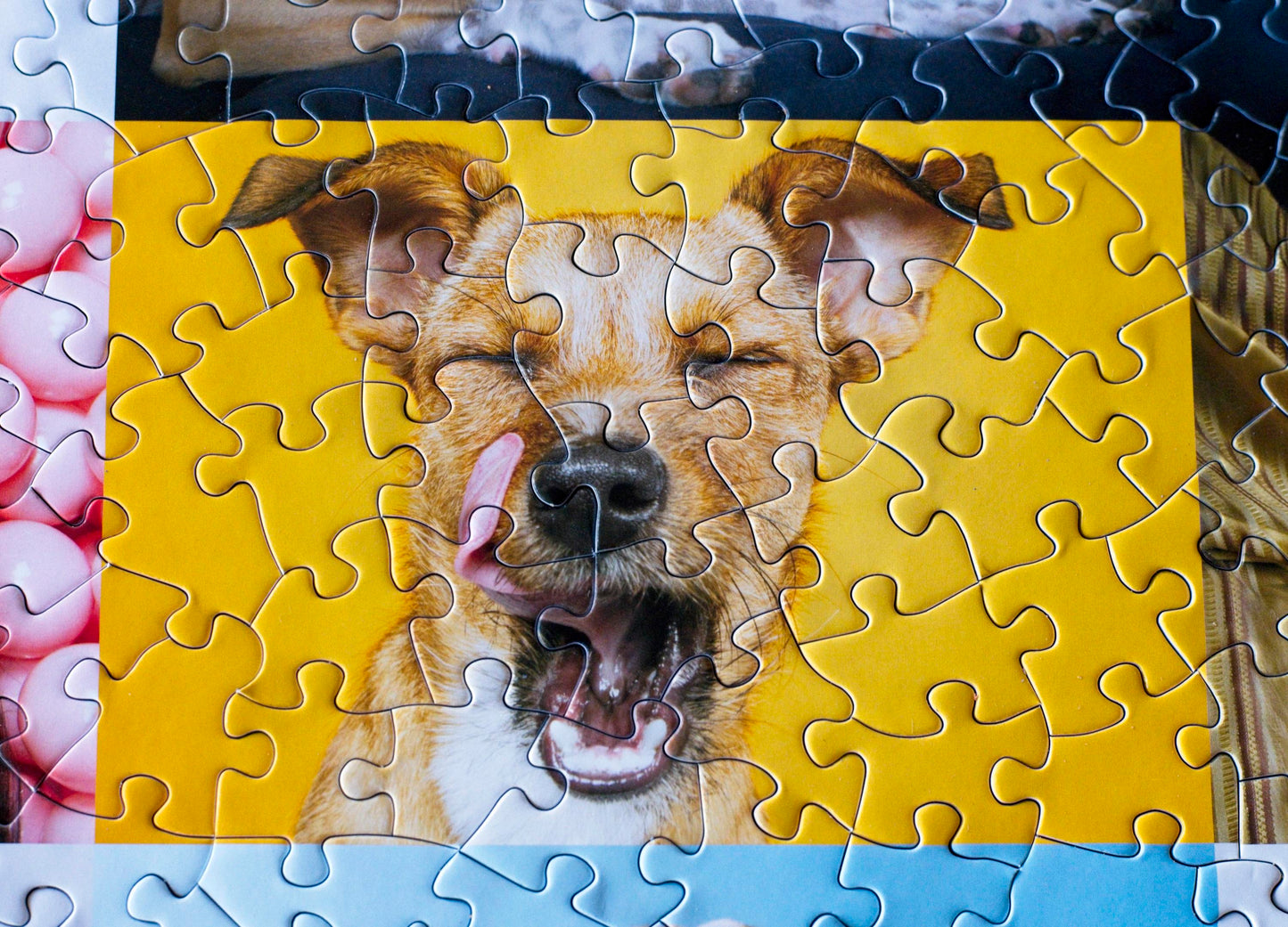 Ellen Shershow Photography: 10% goes to Rocket Dog Rescue