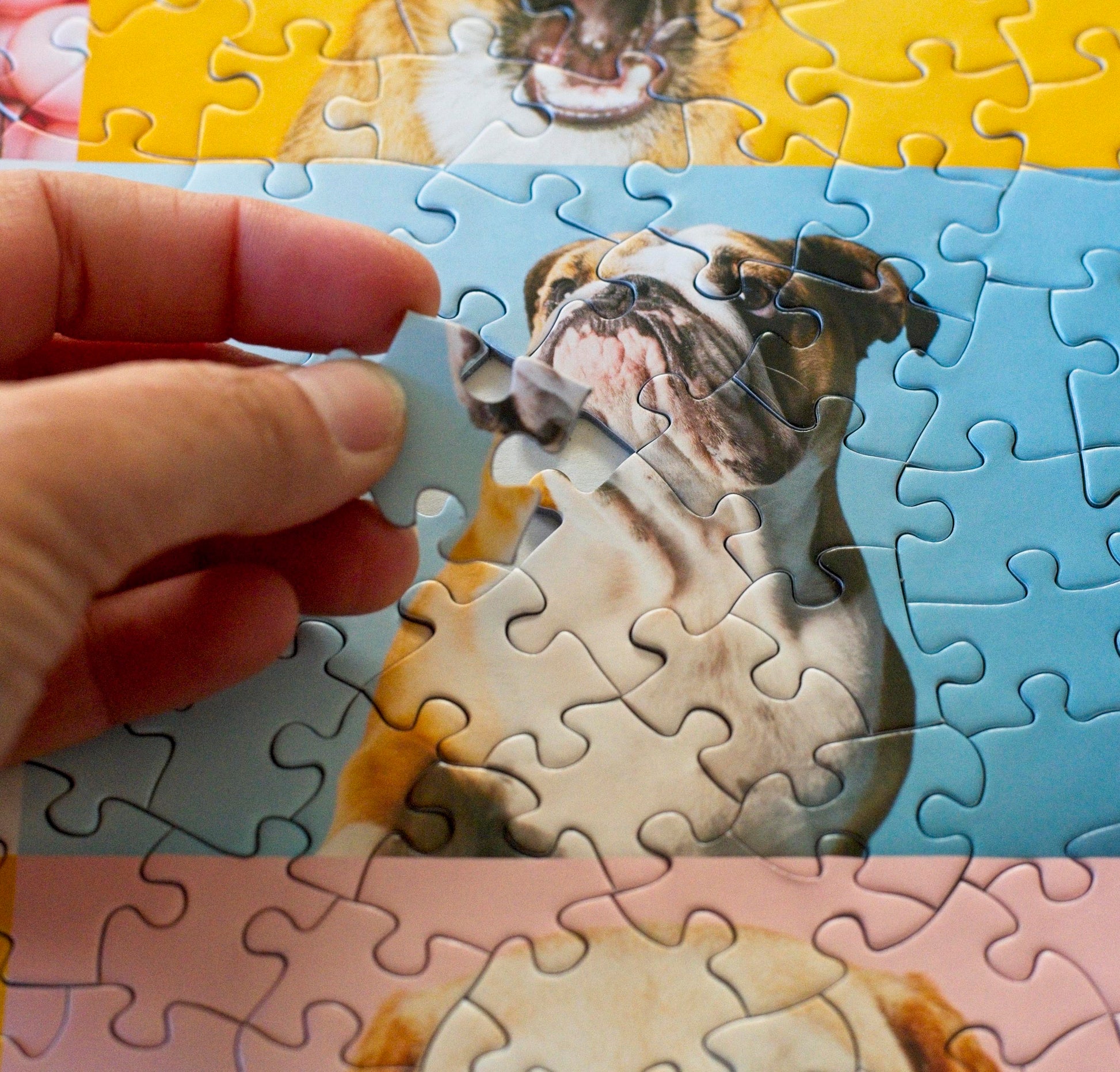 A hand placing a puzzle piece that has a baby blue background and a dogs neck and jowl.