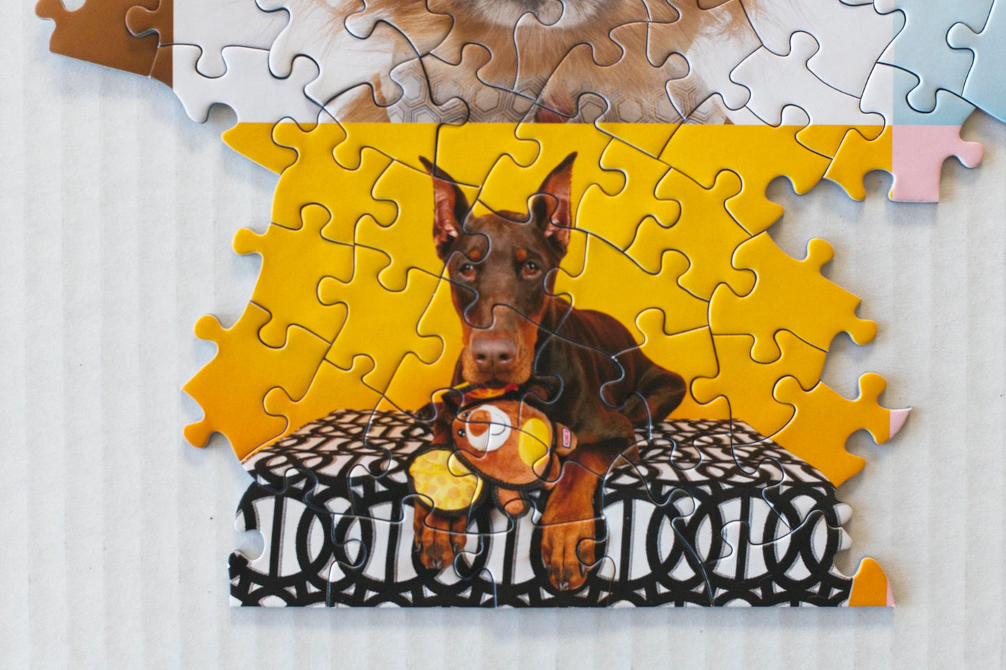Ellen Shershow Photography: 10% goes to Rocket Dog Rescue