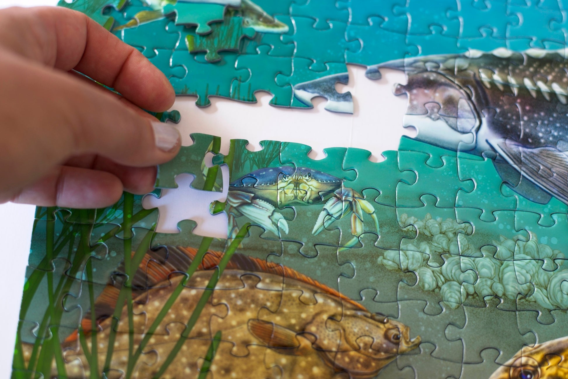 A hand placing a blue-green puzzle piece with illustrated kelp in an area of a mostly completed puzzle with fish nearby.