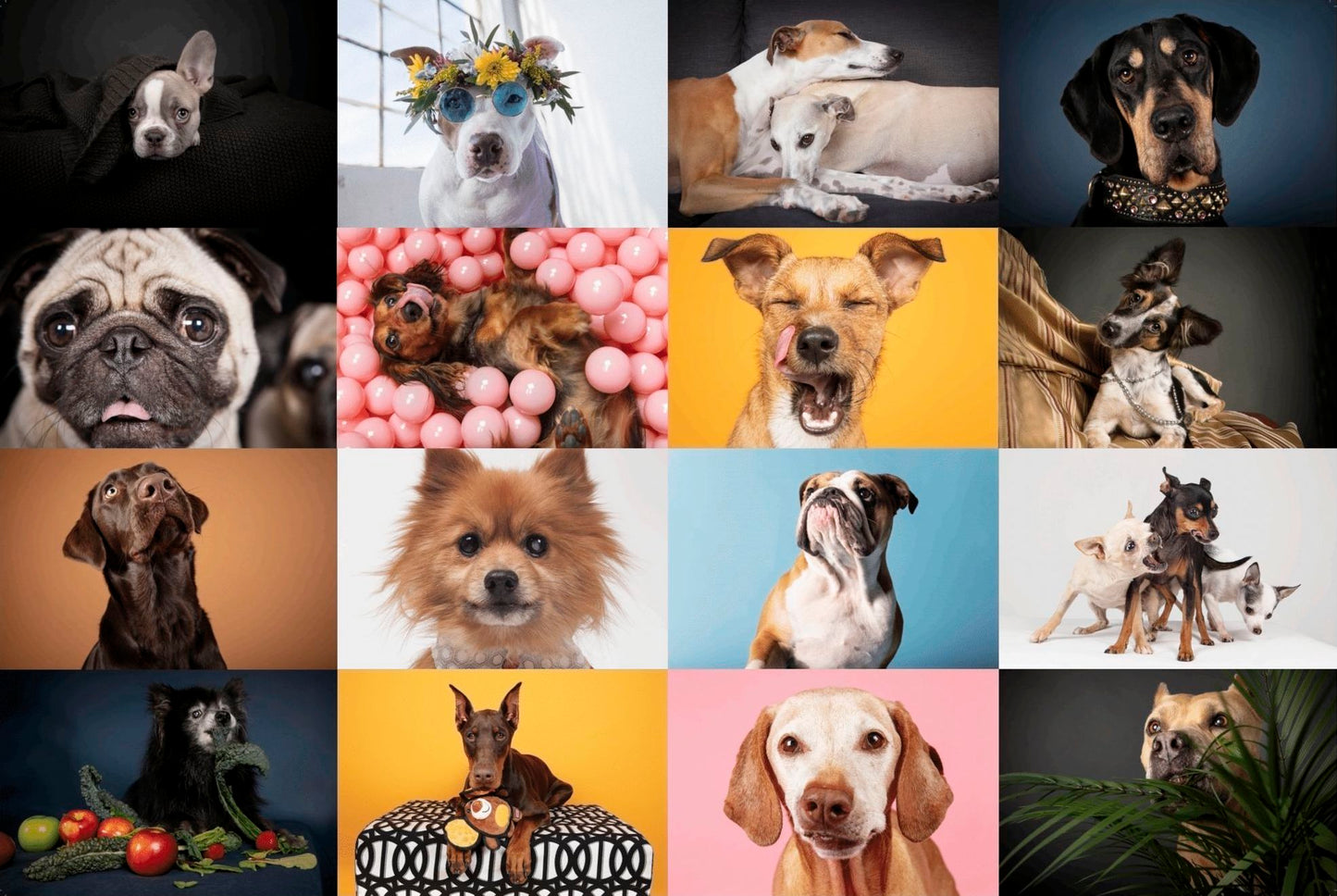 Ellen Shershow Photography: 10% goes to Rocket Dog Rescue