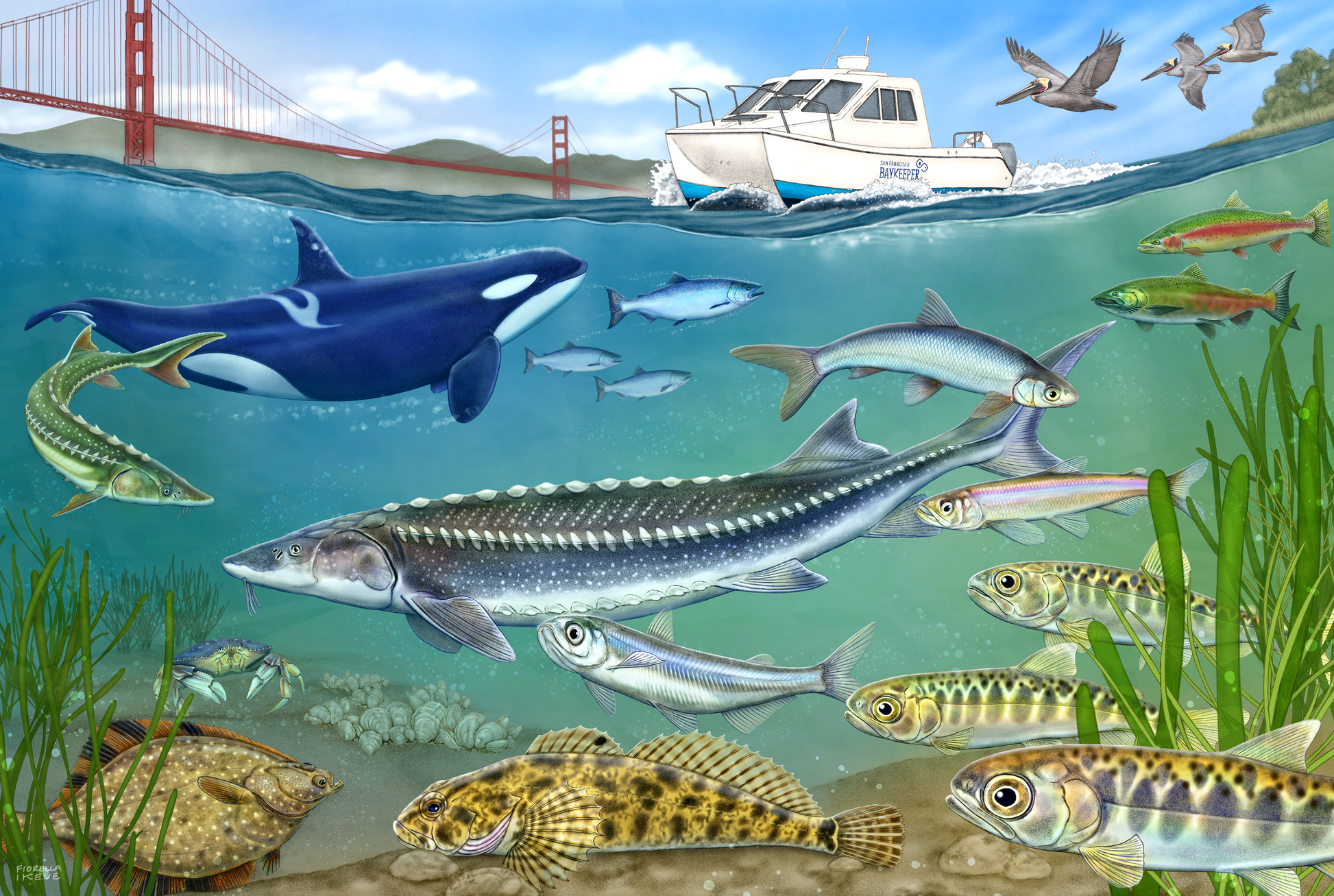 An underwater wildlife scene with a boat that says San Francisco Baykeeper above and the Golden Gate Bridge in the background