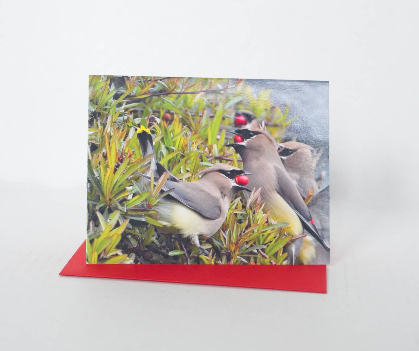A photo of a greeting card featuring a photo of cedar waxwings in a bush. Three of the birds have red berries in their mouth and the card sits atop a red envelope.