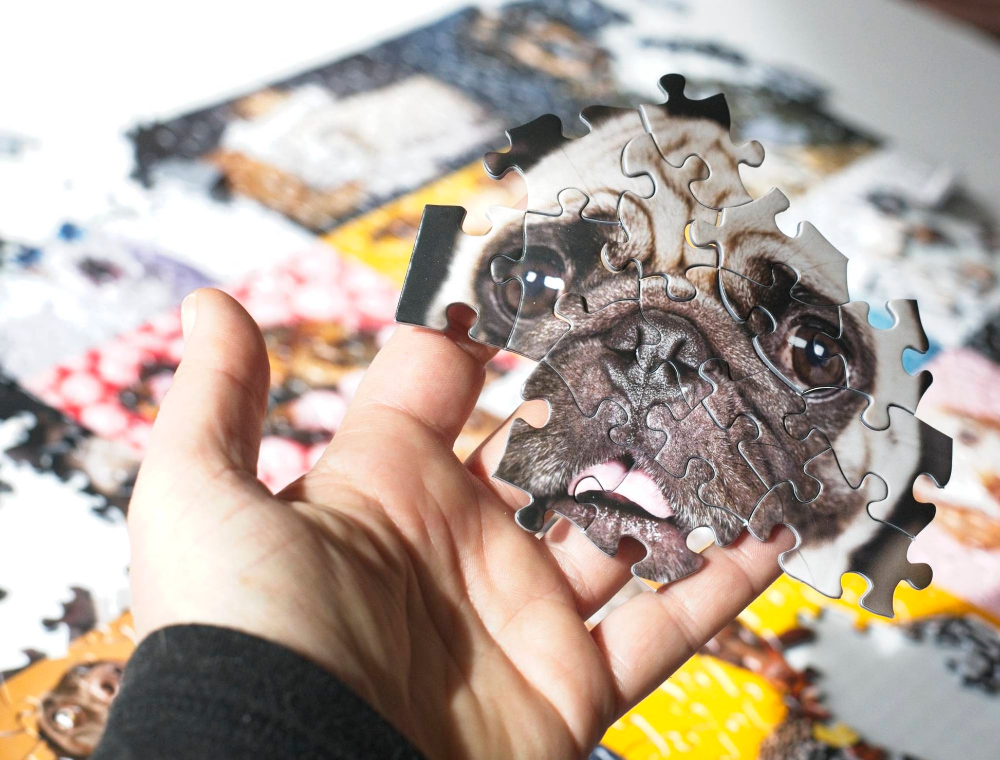 A hand holding interlocked puzzle pieces that show a pug's face.