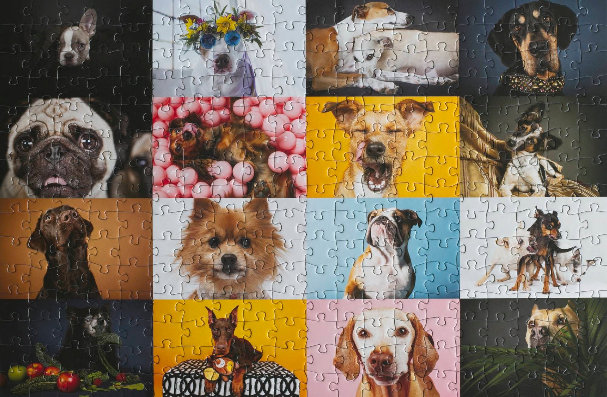 A completed jigsaw puzzle showing a 4x4 grid with photos of dogs with bright backgrounds and fun props in each square