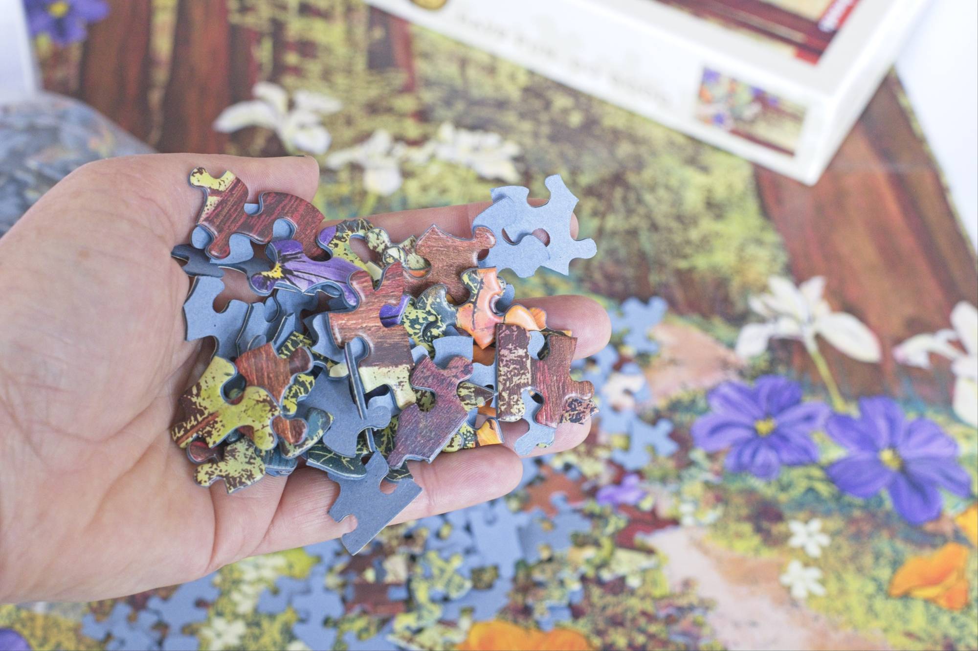 Golden Beams Puzzle – Redwoods Art by Hilary Williams – Oakland